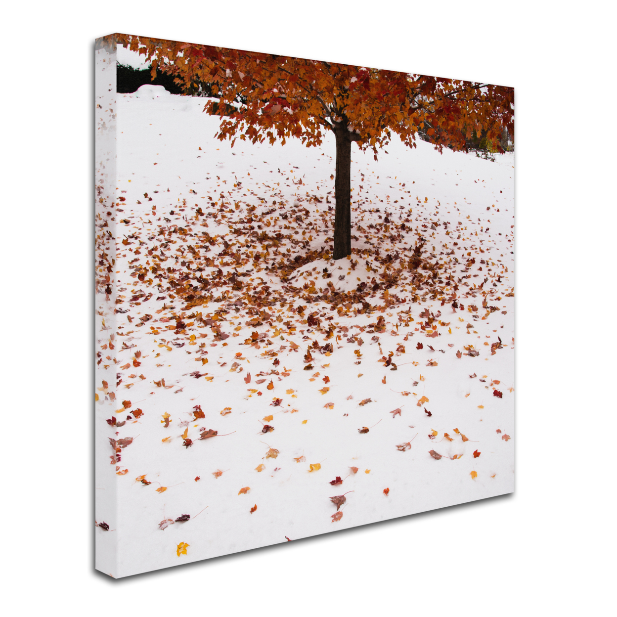 Kurt Shaffer 'Maple Leaves In The Snow' Huge Canvas Art 35 X 35
