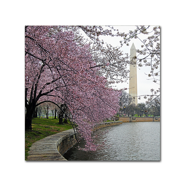 CATeyes 'Washington Blossoms' Huge Canvas Art 35 X 35