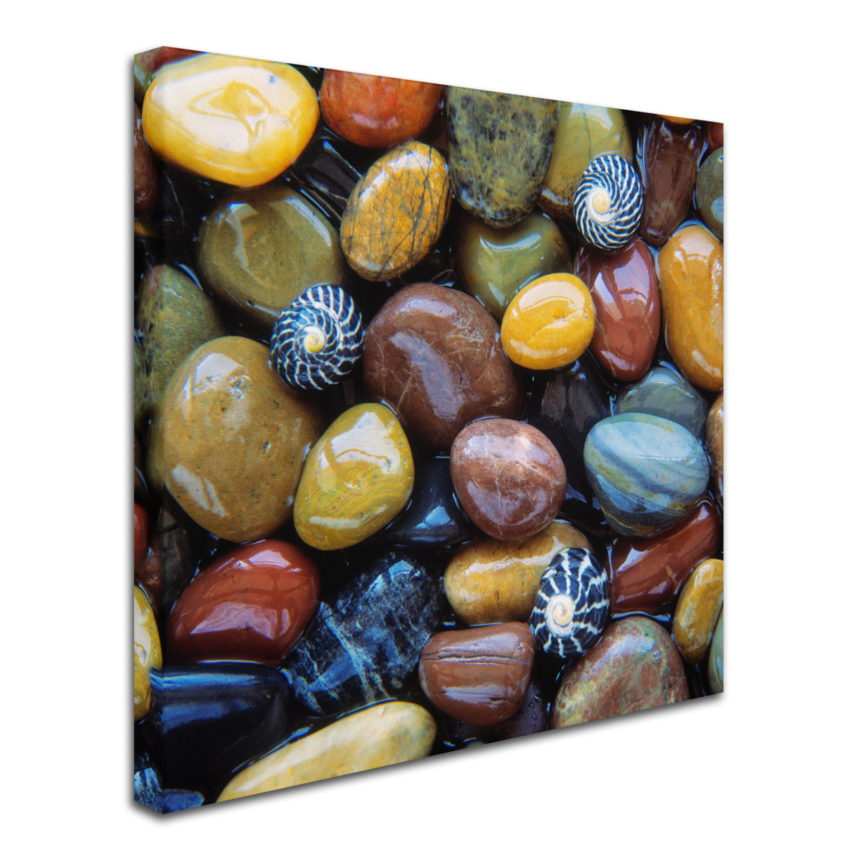 David Evans 'Shells & Pebbles' Huge Canvas Art 35 X 35