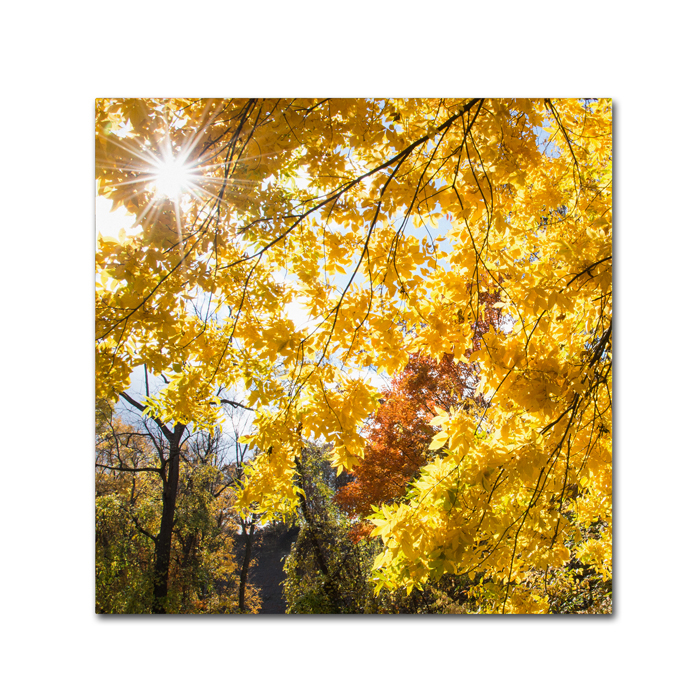 Kurt Shaffer 'Sunny Happy Autumn Day' Huge Canvas Art 35 X 35