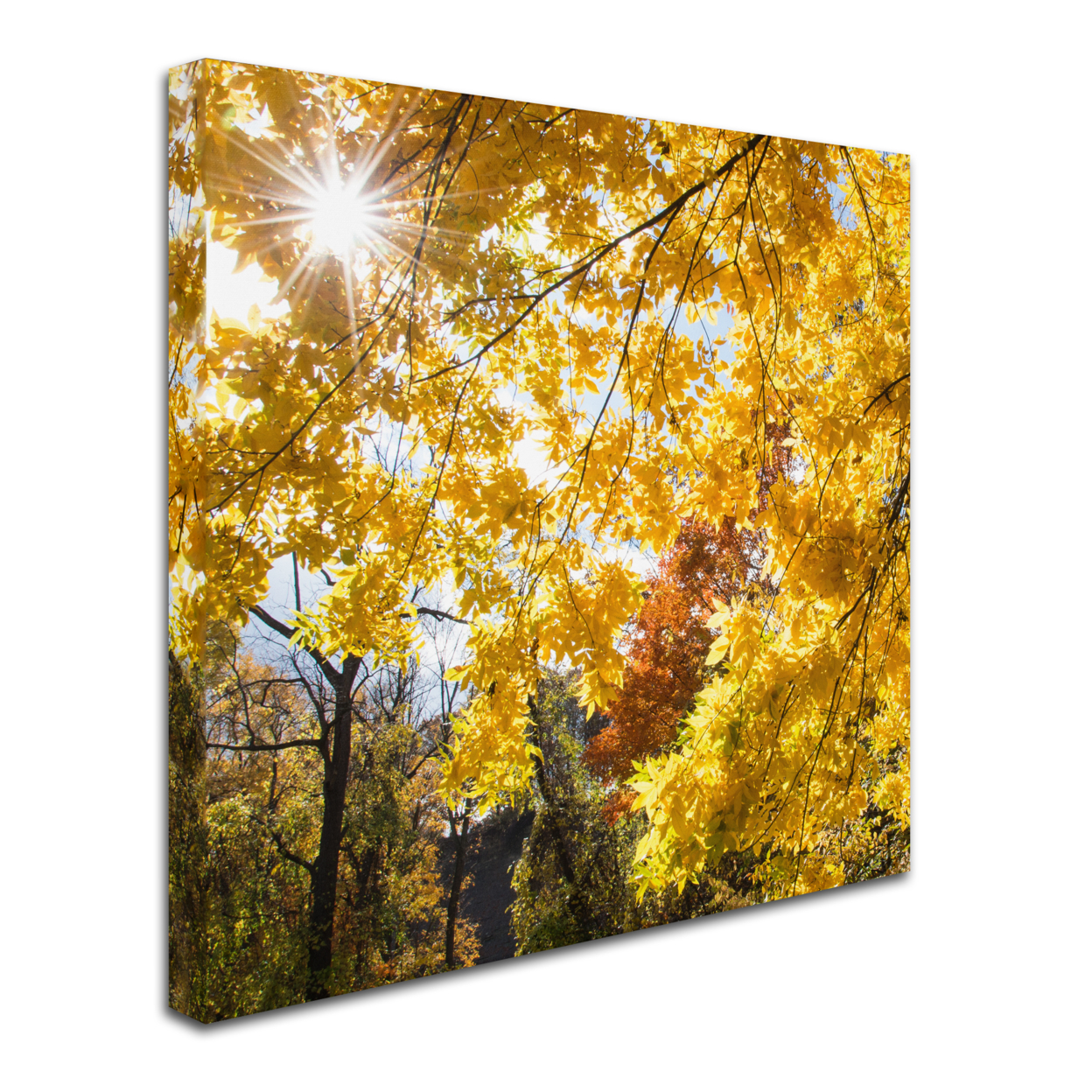 Kurt Shaffer 'Sunny Happy Autumn Day' Huge Canvas Art 35 X 35