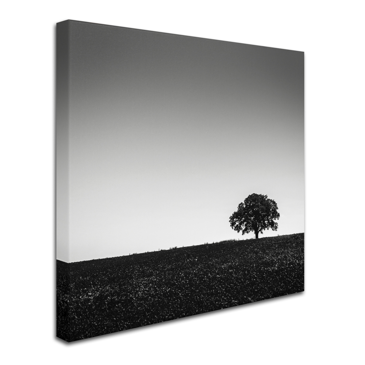 Dave MacVicar 'One Tree Hill' Huge Canvas Art 35 X 35