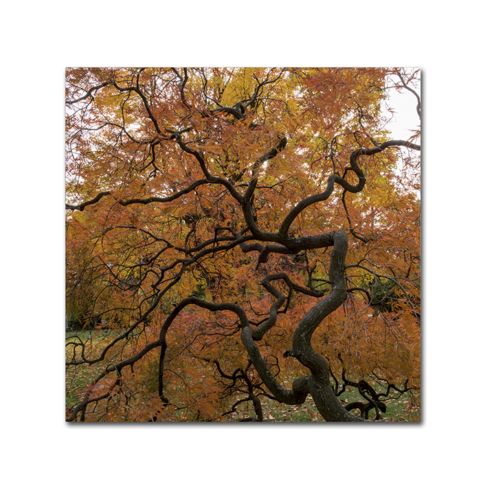Kurt Shaffer 'October Japanese Maple' Huge Canvas Art 35 X 35