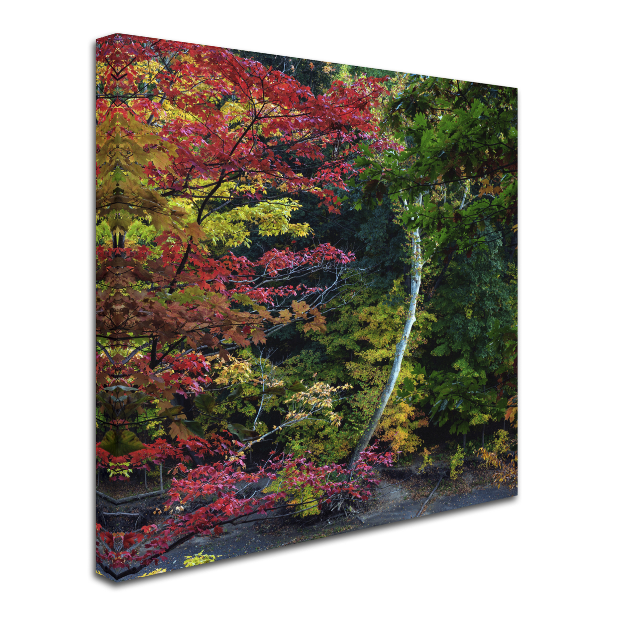 Kurt Shaffer 'All The Colors Of October In Ohio' Huge Canvas Art 35 X 35