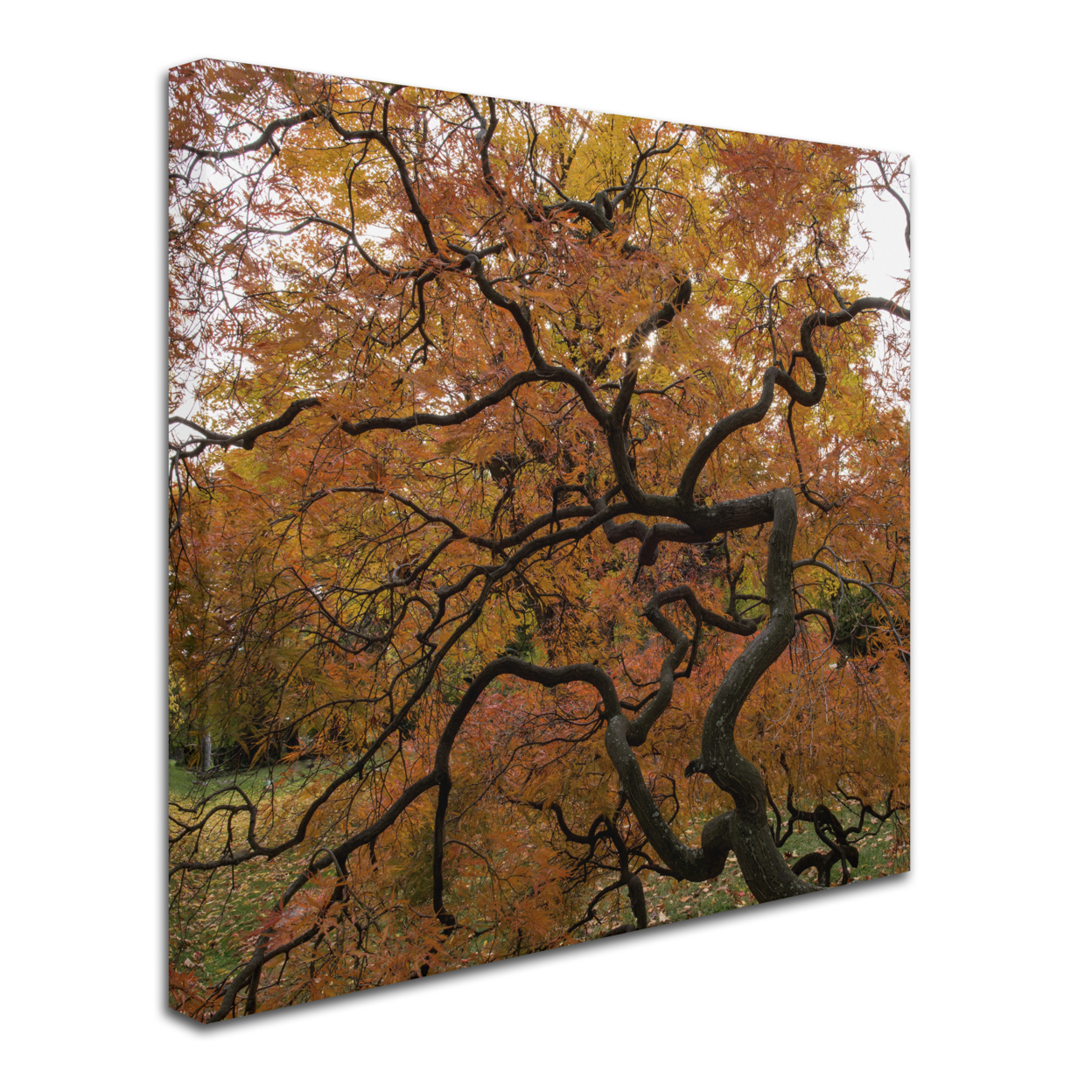 Kurt Shaffer 'October Japanese Maple' Huge Canvas Art 35 X 35