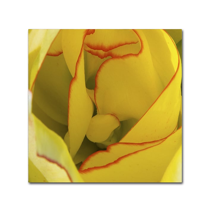 Kurt Shaffer 'Inside A Beautiful Tulip' Huge Canvas Art 35 X 35
