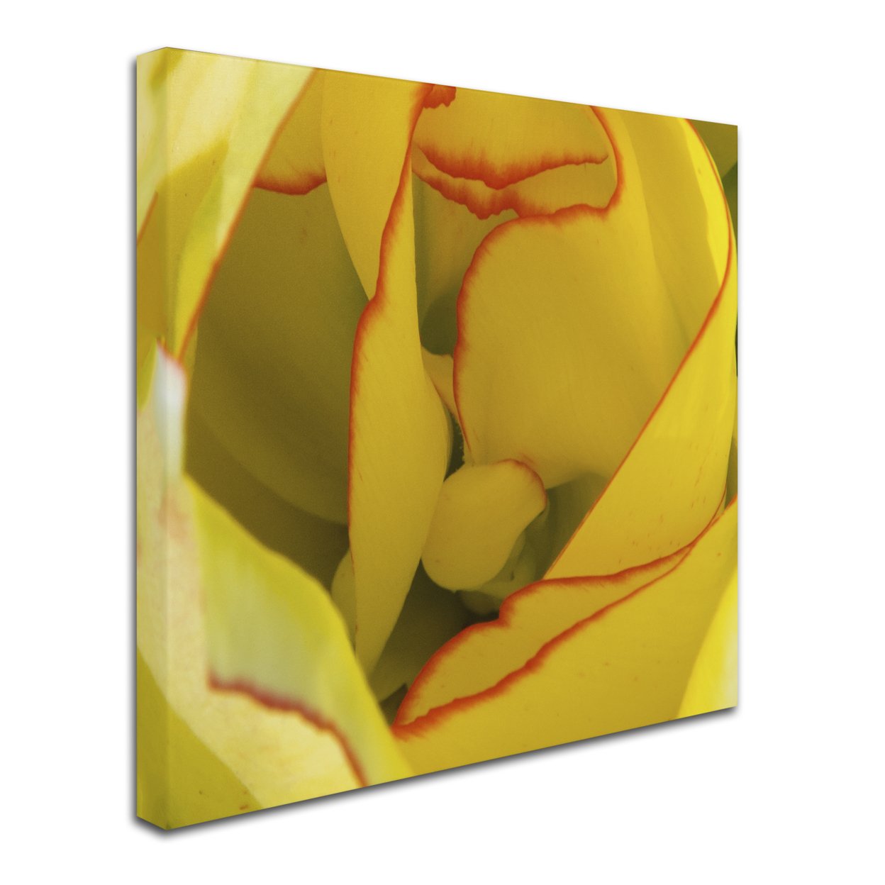 Kurt Shaffer 'Inside A Beautiful Tulip' Huge Canvas Art 35 X 35