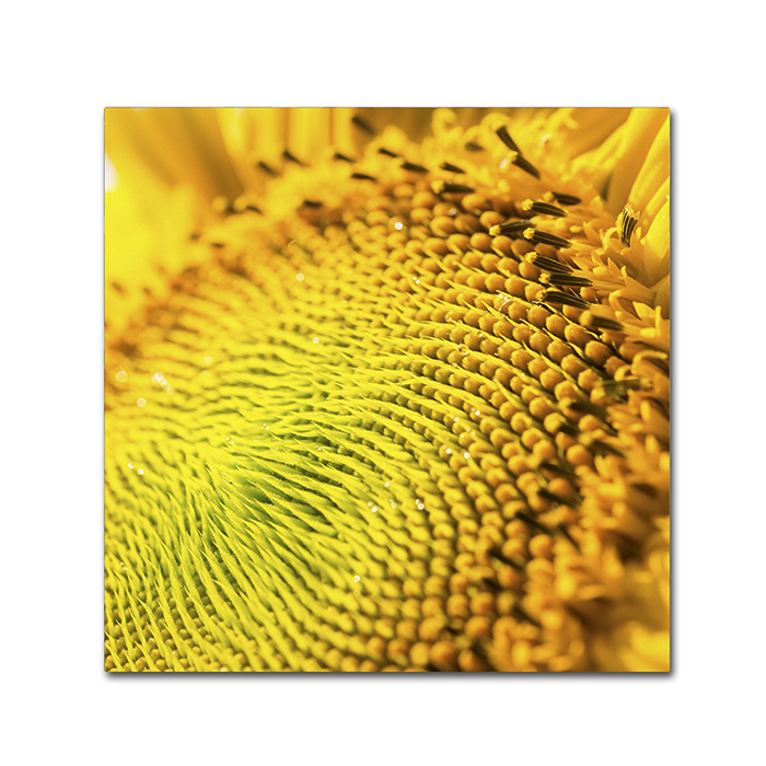 Kurt Shaffer 'Glistening Sunflower Nectar' Huge Canvas Art 35 X 35