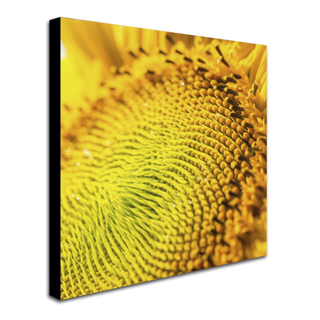 Kurt Shaffer 'Glistening Sunflower Nectar' Huge Canvas Art 35 X 35