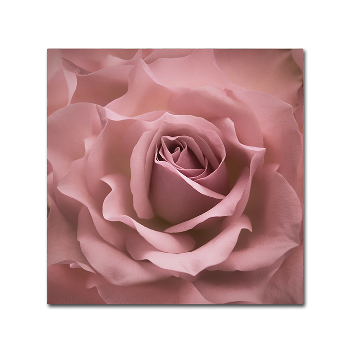Cora Niele 'Misty Rose Pink Rose' Huge Canvas Art 35 X 35