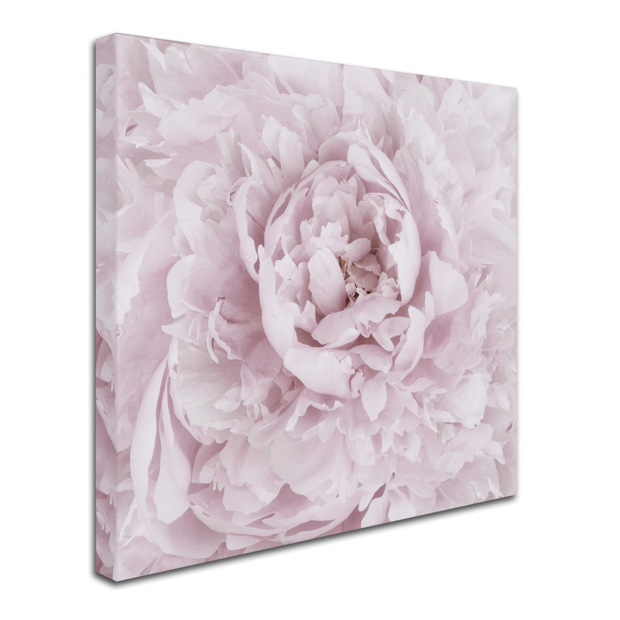 Cora Niele 'Pink Peony Flower' Huge Canvas Art 35 X 35