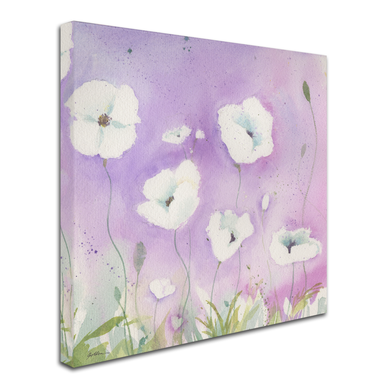 Sheila Golden 'White Poppies, Violet Sky' Huge Canvas Art 35 X 35