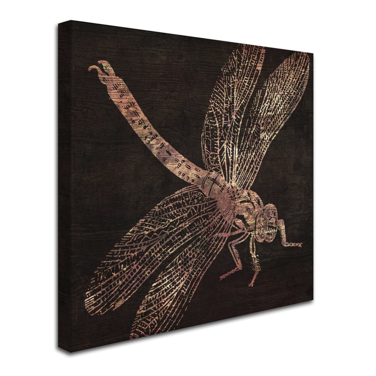 Color Bakery 'Dragonfly' Huge Canvas Art 35 X 35