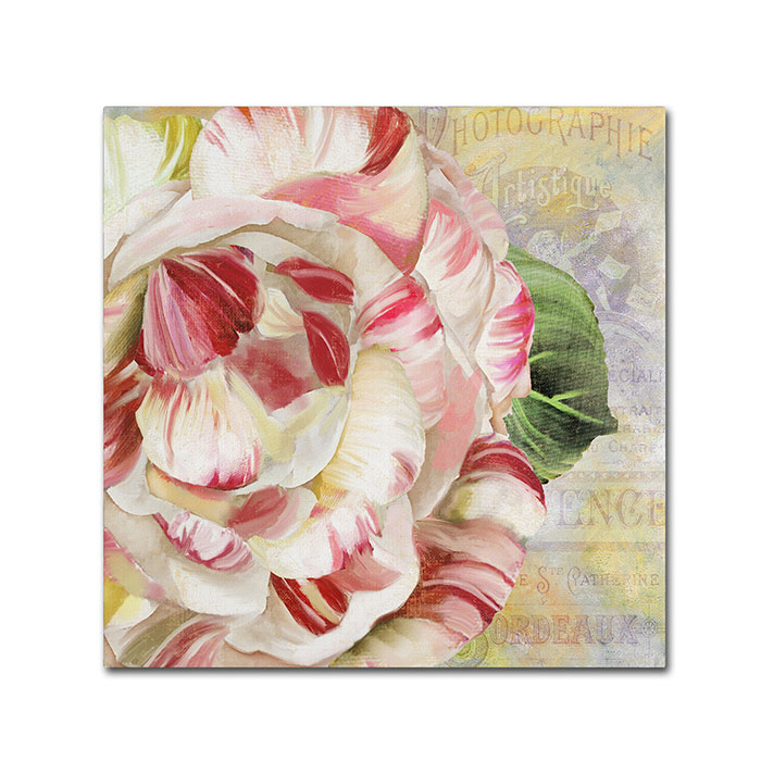 Color Bakery 'Camellias II' Huge Canvas Art 35 X 35