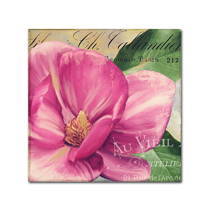 Color Bakery 'Pink Magnolia II' Huge Canvas Art 35 X 35