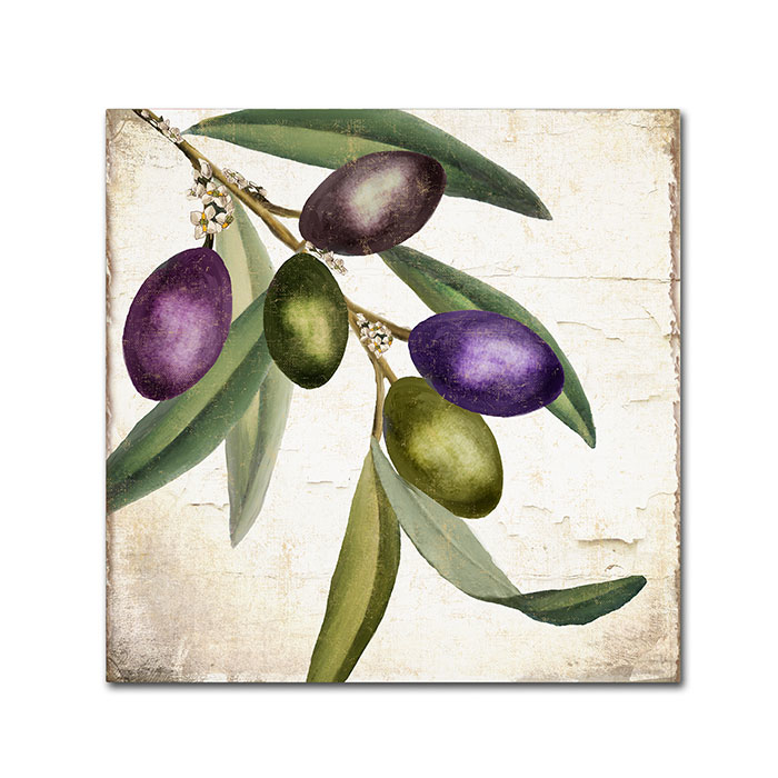 Color Bakery 'Olive Branch I' Huge Canvas Art 35 X 35