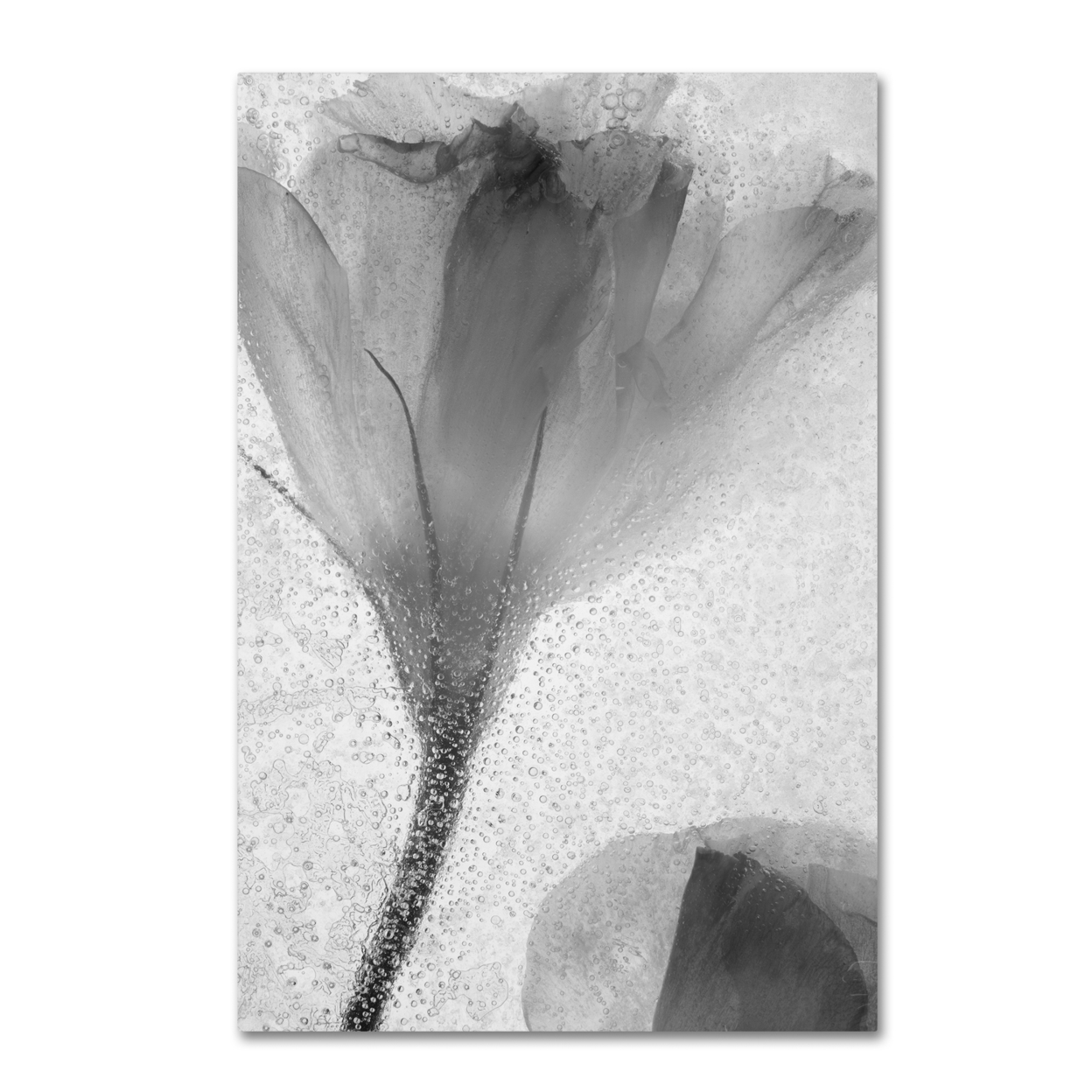 Moises Levy 'Flowers On Ice-13' Canvas Art 16 X 24
