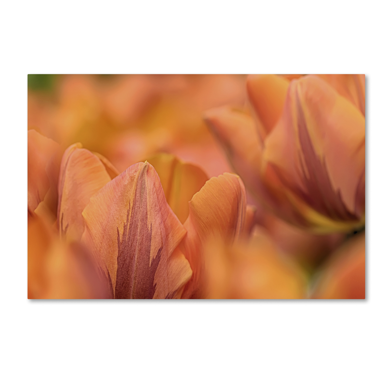 Cora Niele 'Orange Tulips' Canvas Art 16 X 24