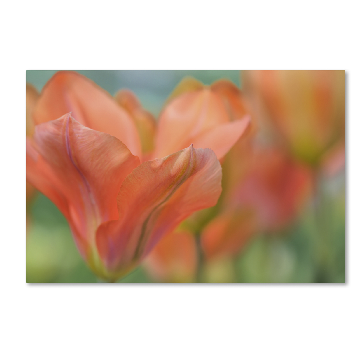 Cora Niele 'Orange Wings Tulips' Canvas Art 16 X 24