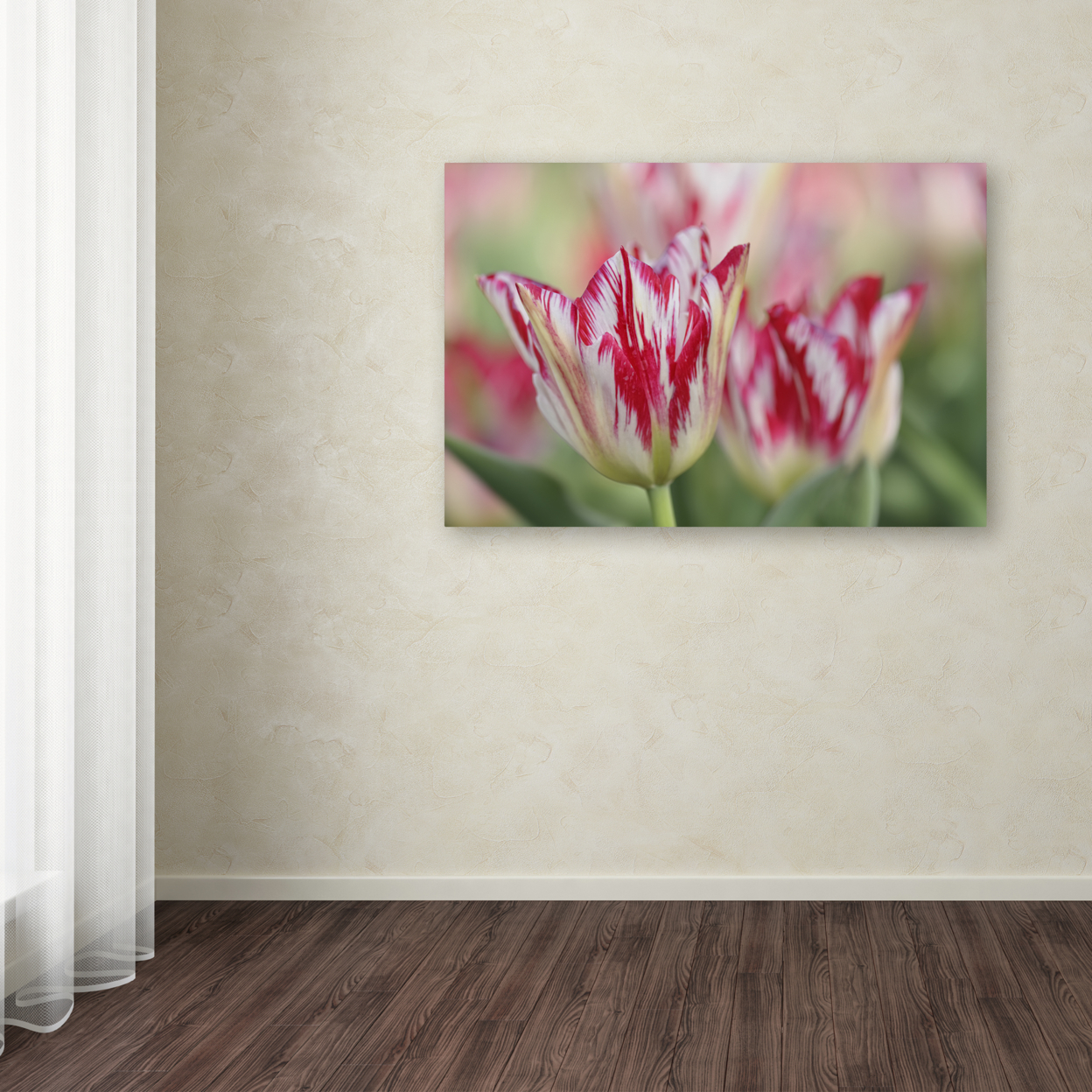 Cora Niele 'Rembrandt Silver Standard Tulip' Canvas Art 16 X 24