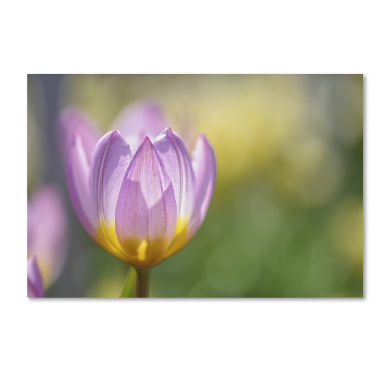 Cora Niele 'Tulip ?Lilac Wonder'' Canvas Art 16 X 24