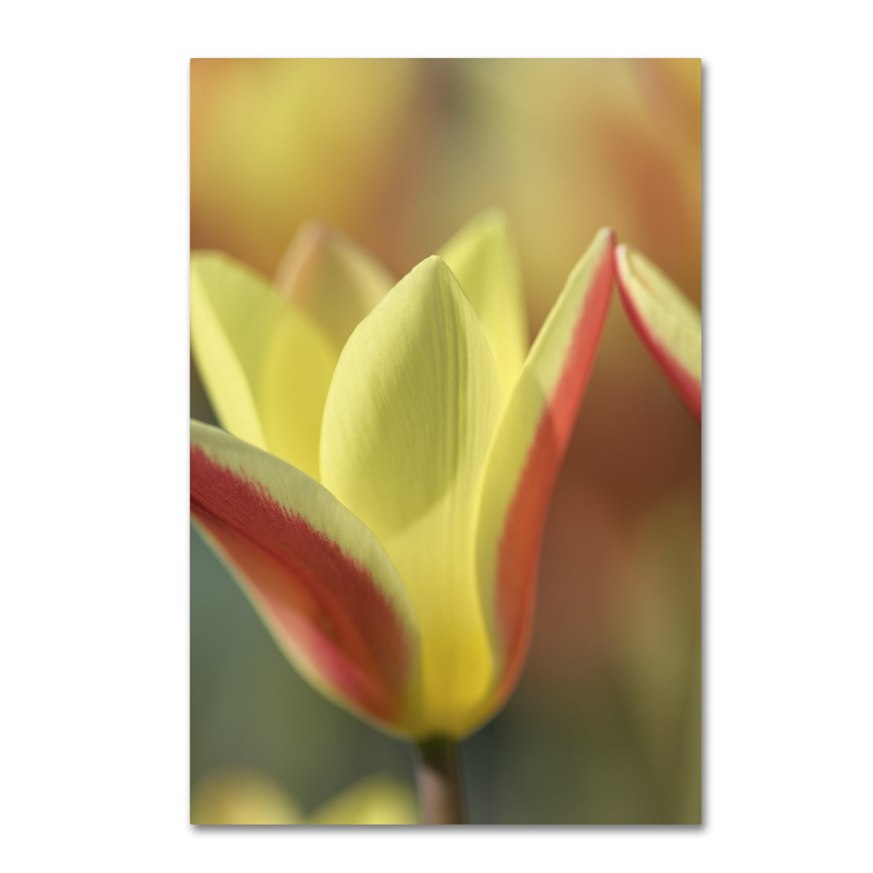 Cora Niele 'Tulip Tinka' Canvas Art 16 X 24