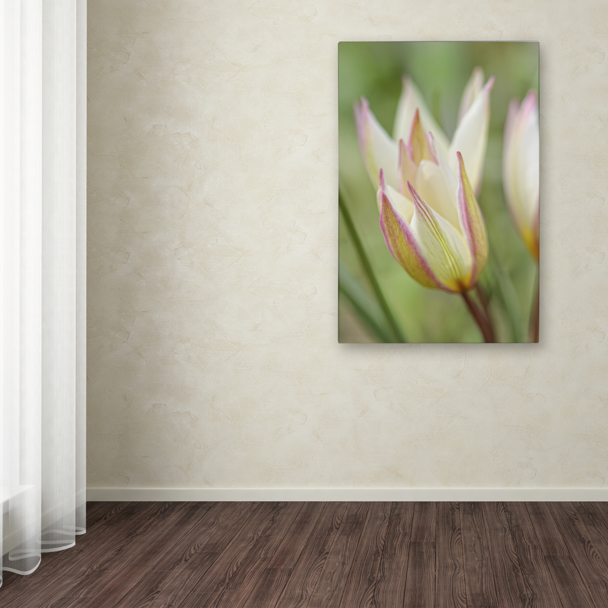 Cora Niele 'Tulip Primulina' Canvas Art 16 X 24