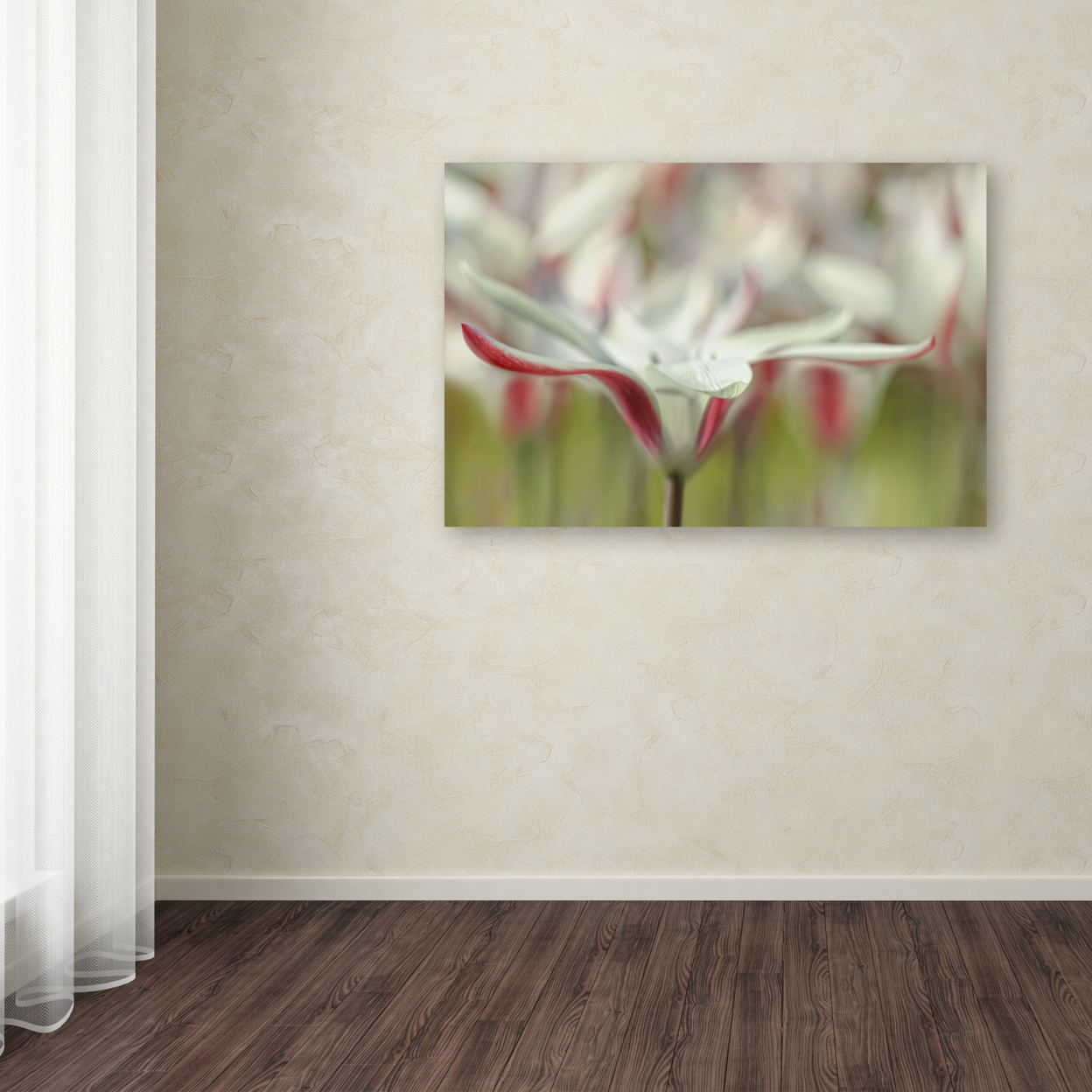 Cora Niele 'Tulipa Clusiana Cashmeriana' Canvas Art 16 X 24
