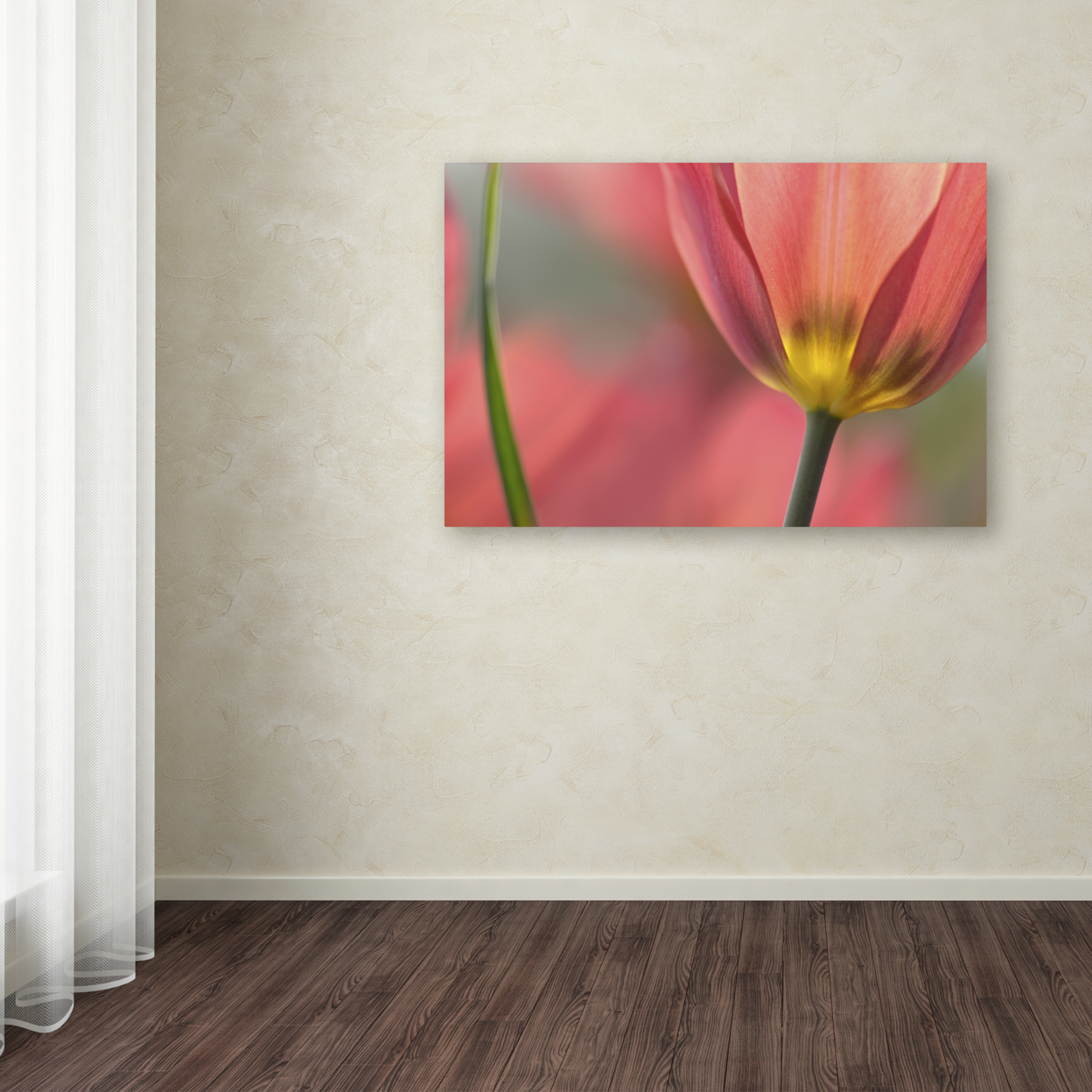 Cora Niele 'Tulipa Planifolia' Canvas Art 16 X 24