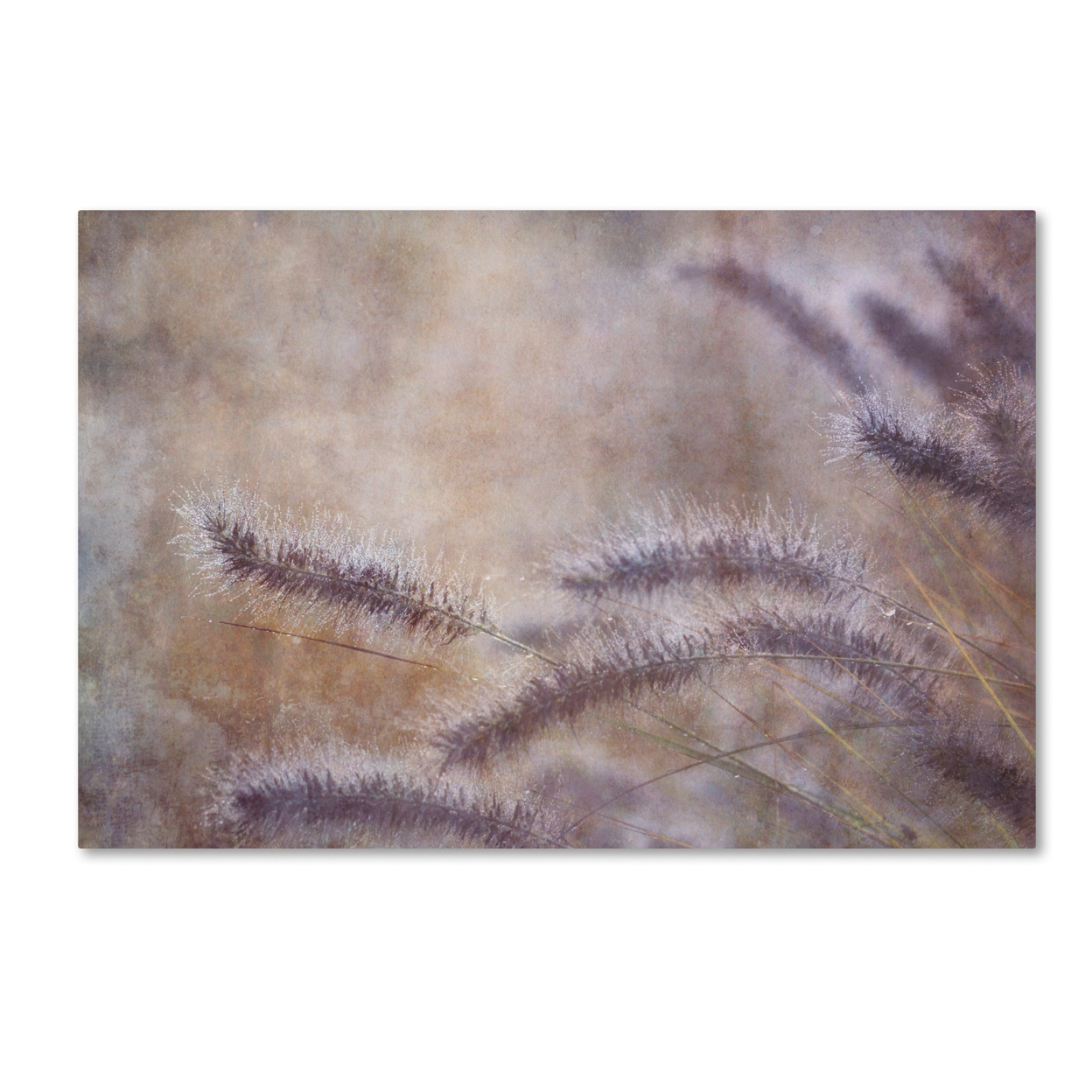 Cora Niele 'Dew Fox Tail Grass' Canvas Art 16 X 24