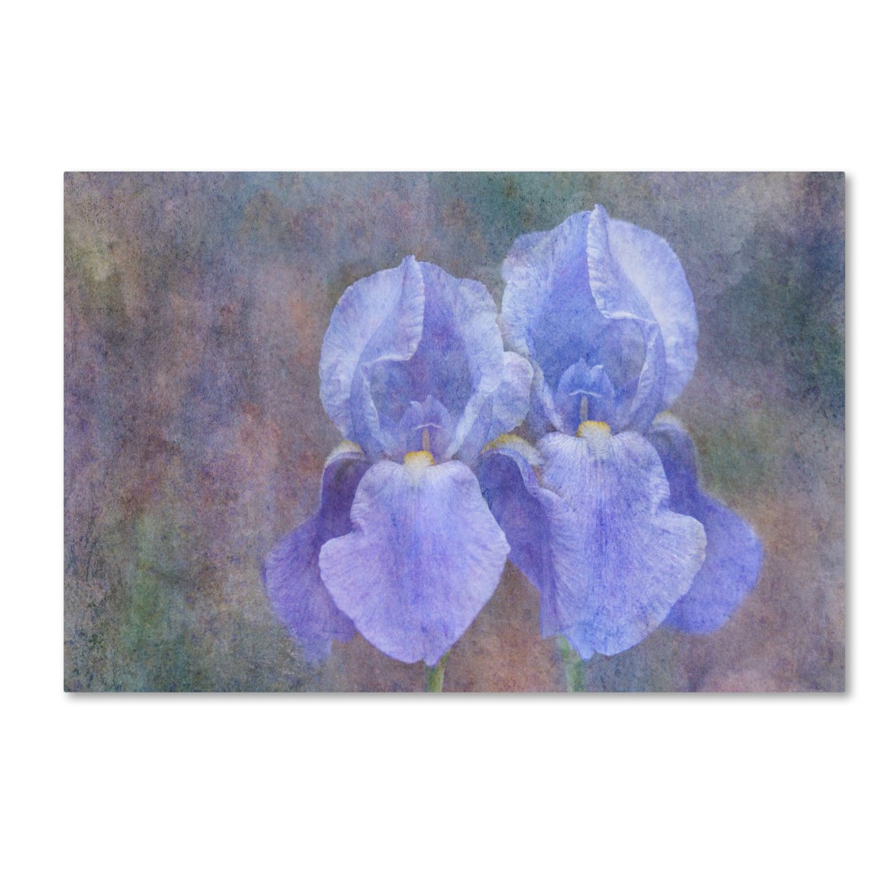 Cora Niele 'Iris Blue Rhythm' Canvas Art 16 X 24