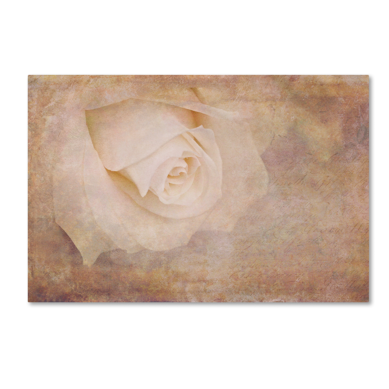 Cora Niele 'Vintage Rose Card' Canvas Art 16 X 24