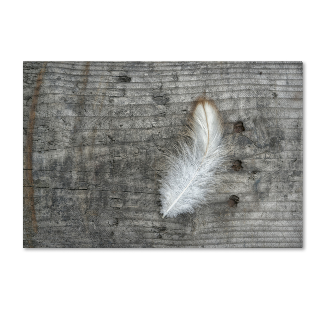Cora Niele 'Feather On Rough Wood' Canvas Art 16 X 24