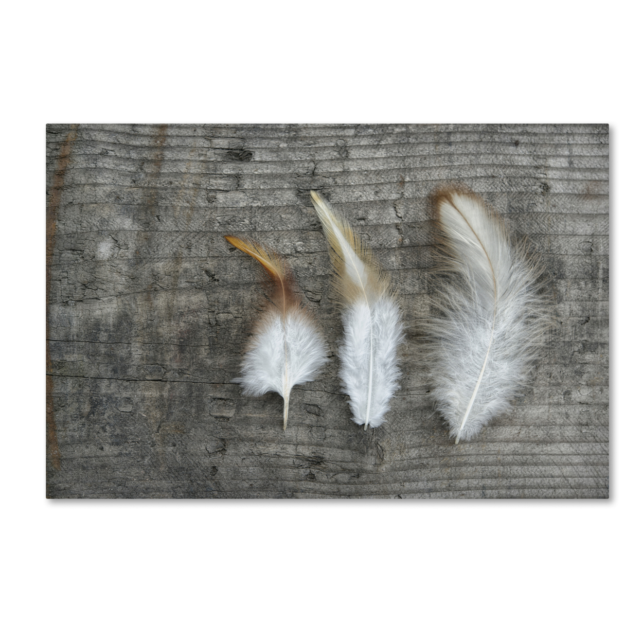 Cora Niele 'Three Feathers On Wood' Canvas Art 16 X 24