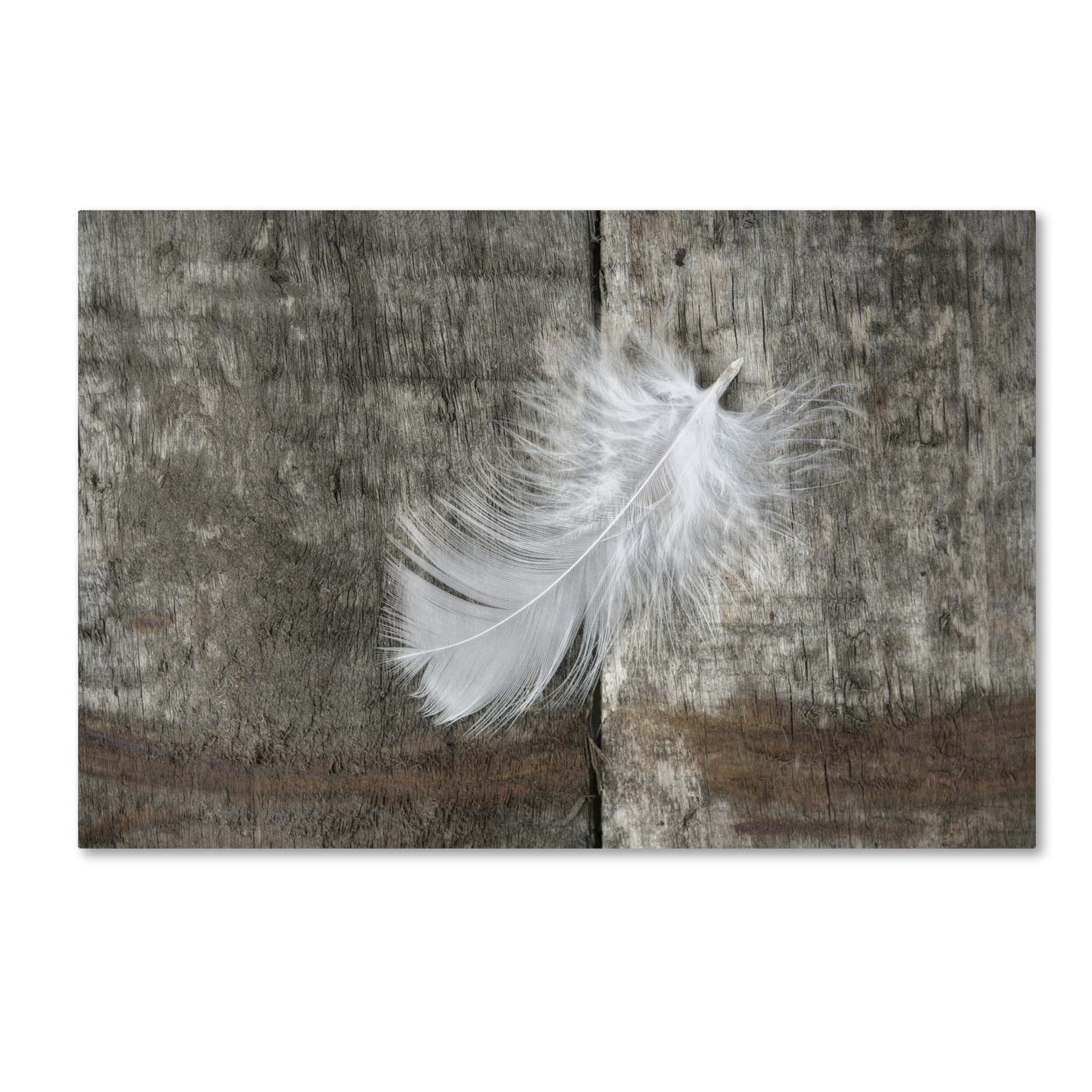 Cora Niele 'White Feather On Rough Wood' Canvas Art 16 X 24