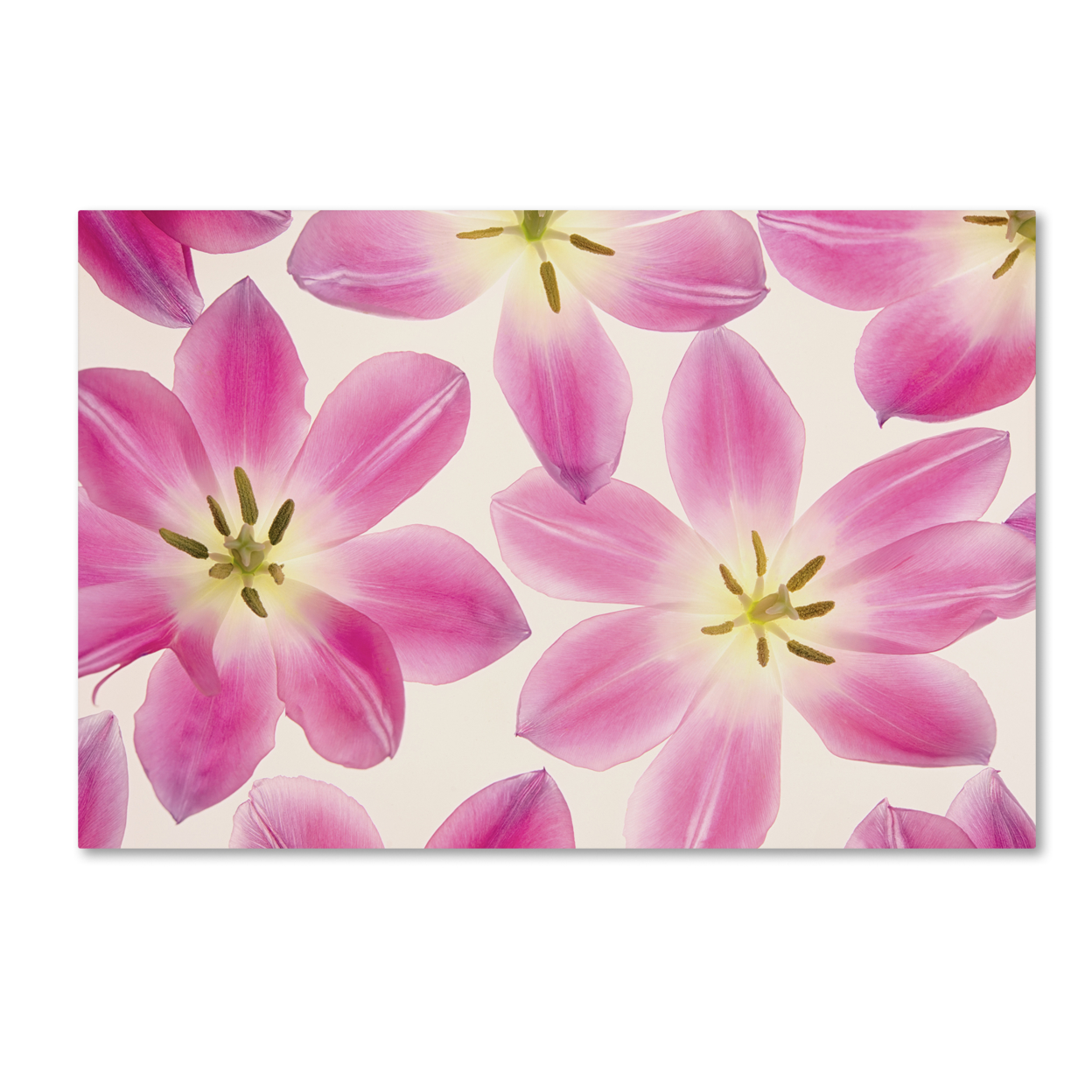 Cora Niele 'Cerise Pink Tulips' Canvas Art 16 X 24