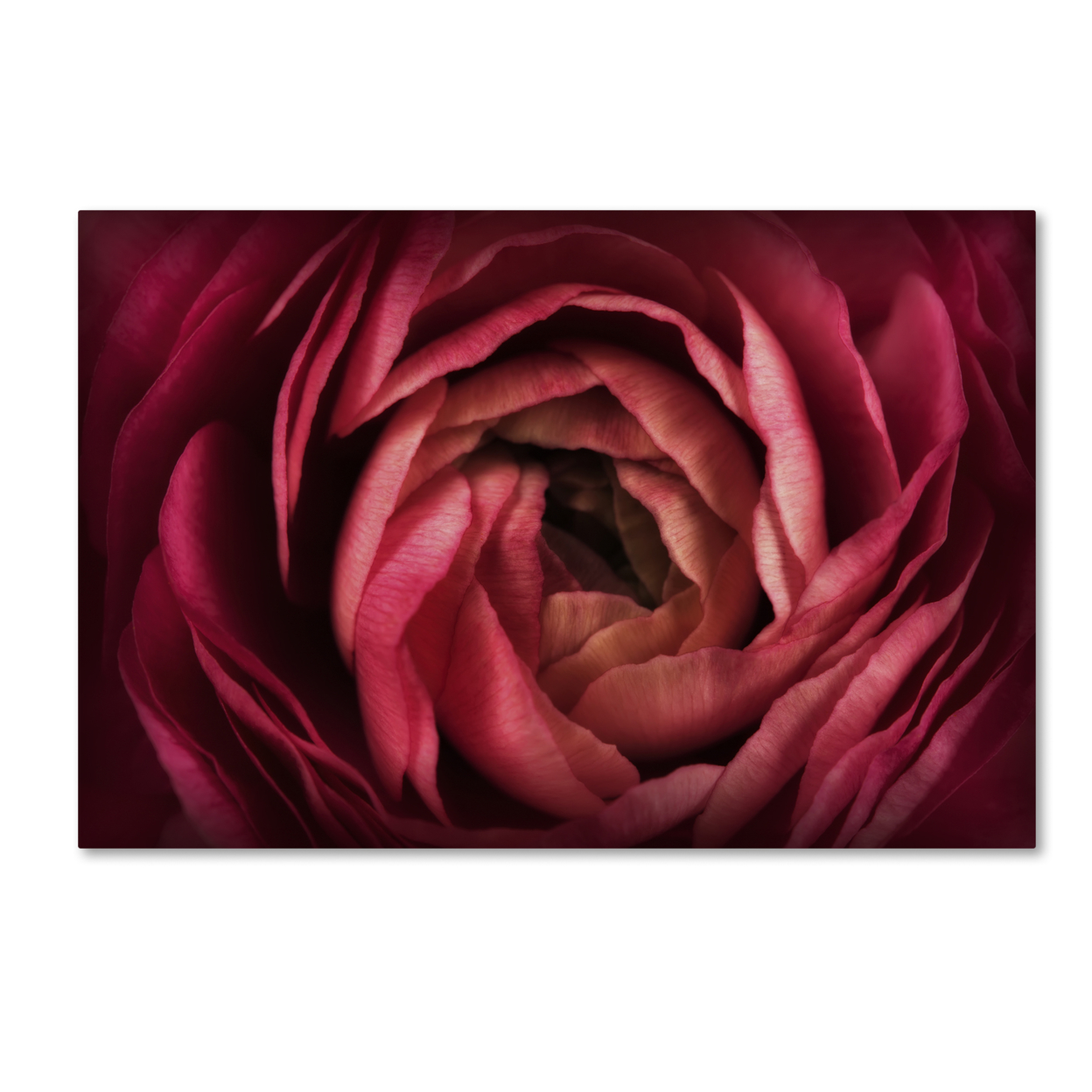 Cora Niele 'Glowing Ruby Red Ranunculus' Canvas Art 16 X 24