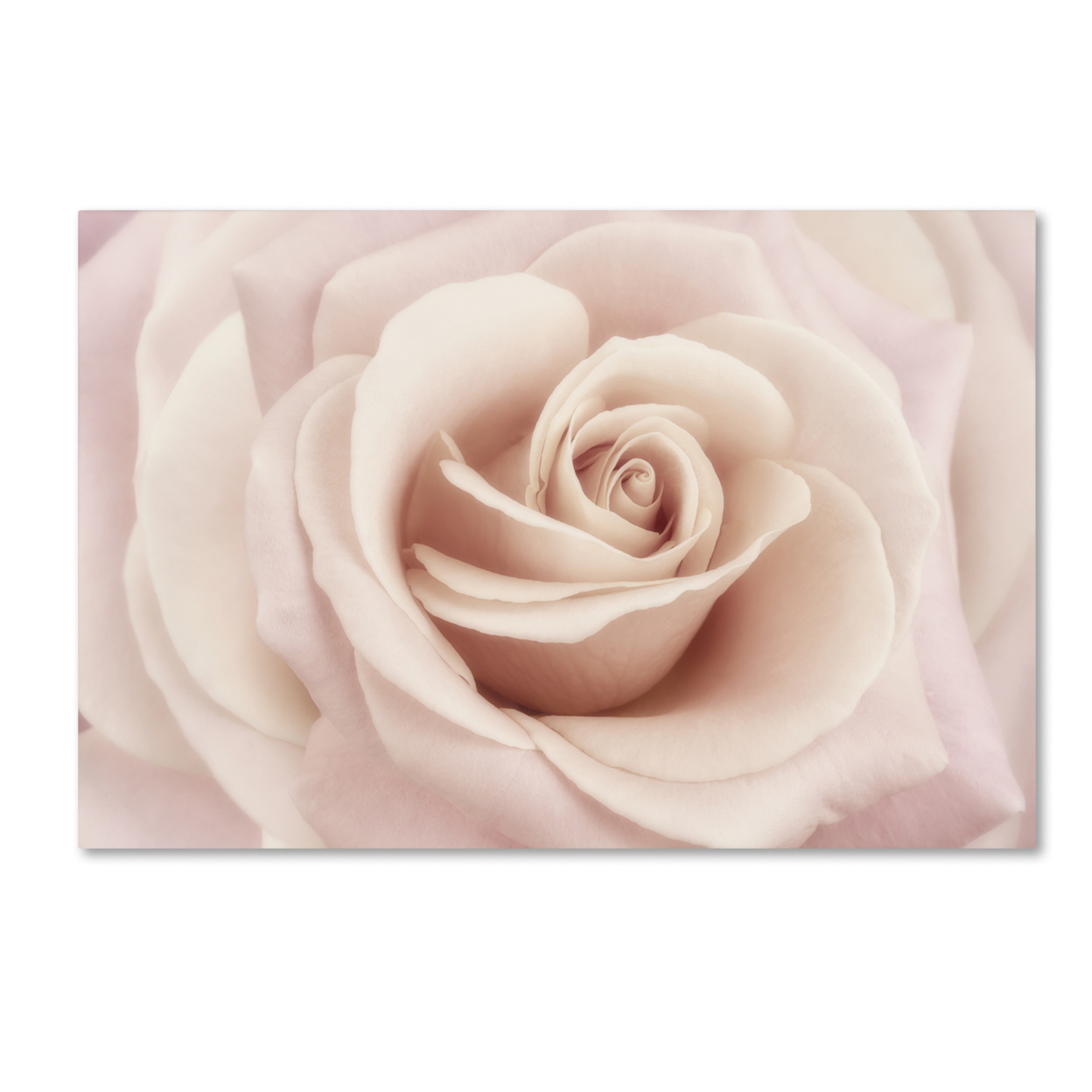 Cora Niele 'Peach Pink Rose' Canvas Art 16 X 24