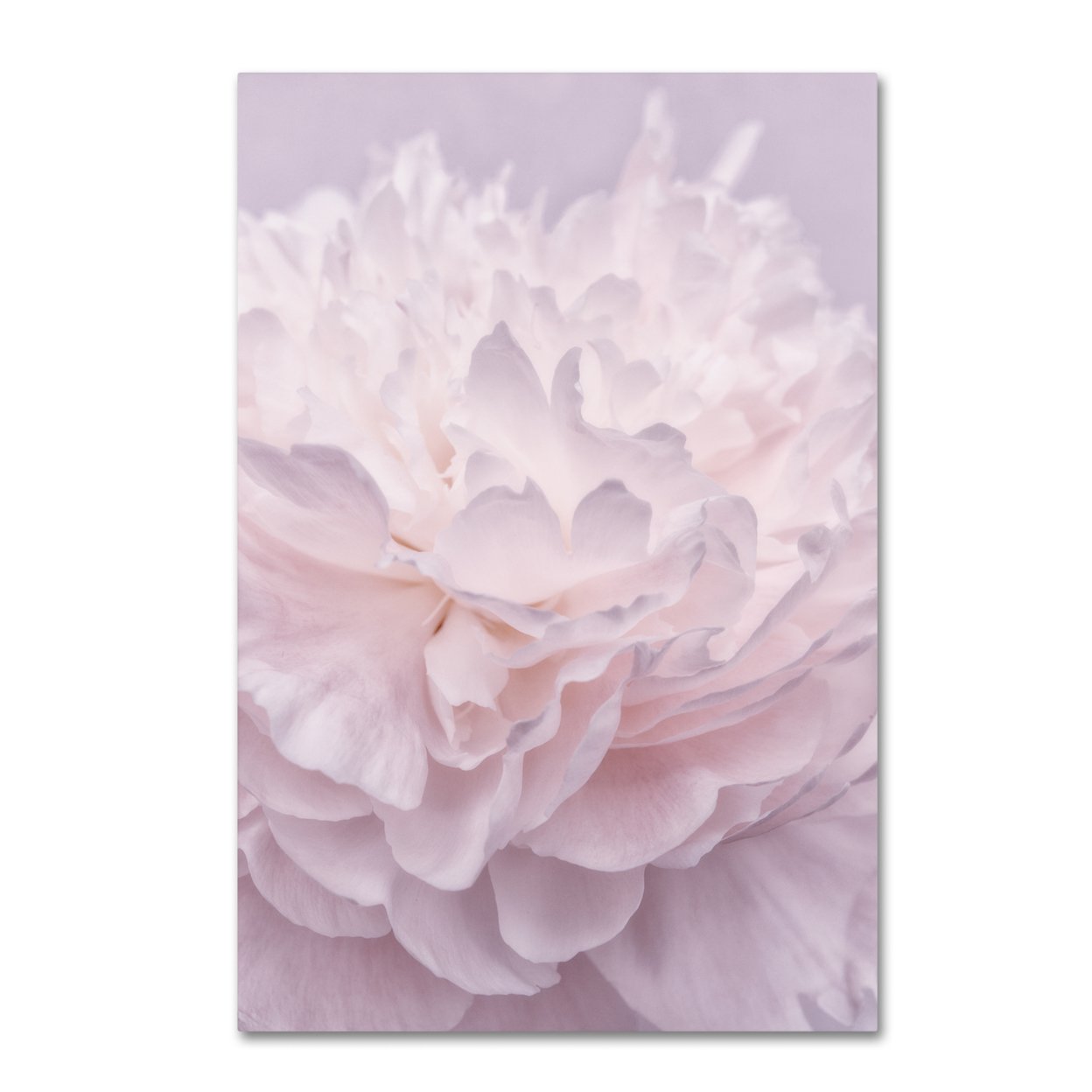 Cora Niele 'Pink Peony Petals I' Canvas Art 16 X 24