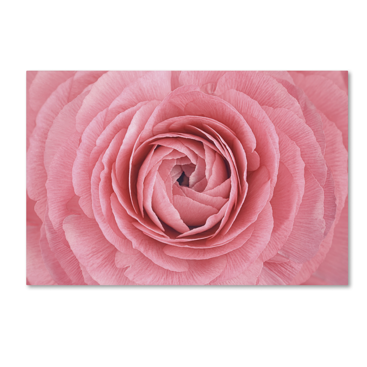 Cora Niele 'Pink Persian Buttercup Flower' Canvas Art 16 X 24
