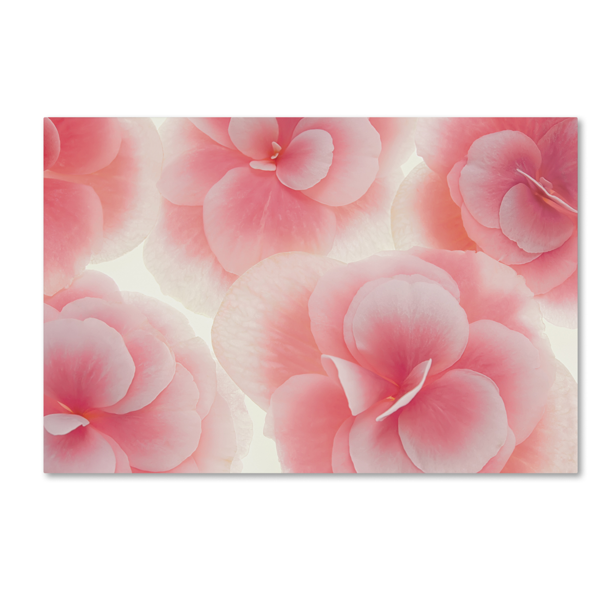 Cora Niele 'Rose Begonia Flowers' Canvas Art 16 X 24