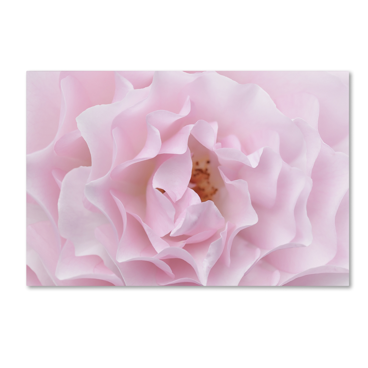 Cora Niele 'Rose Pink Rose' Canvas Art 16 X 24