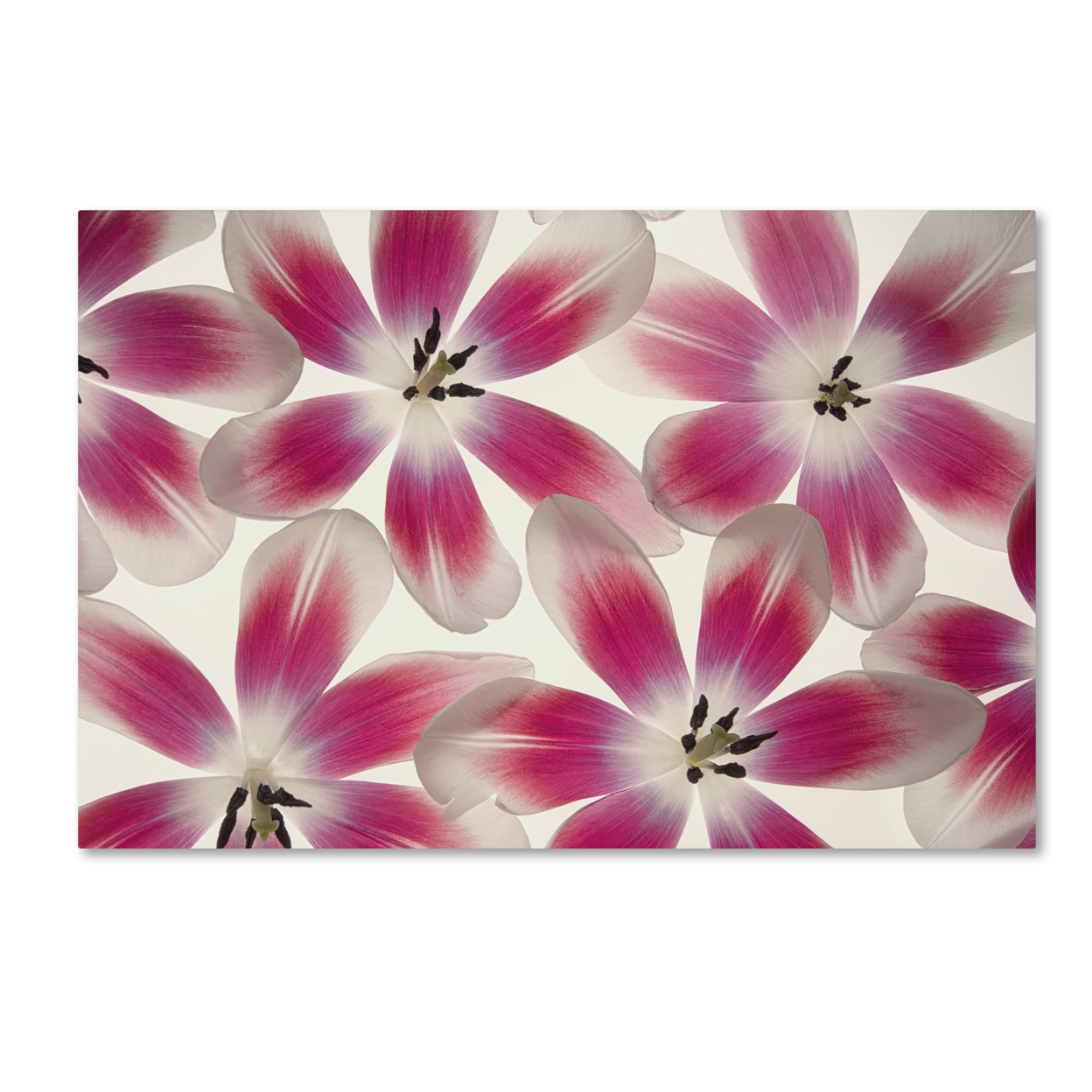 Cora Niele 'Ruby Red And White Tulips' Canvas Art 16 X 24