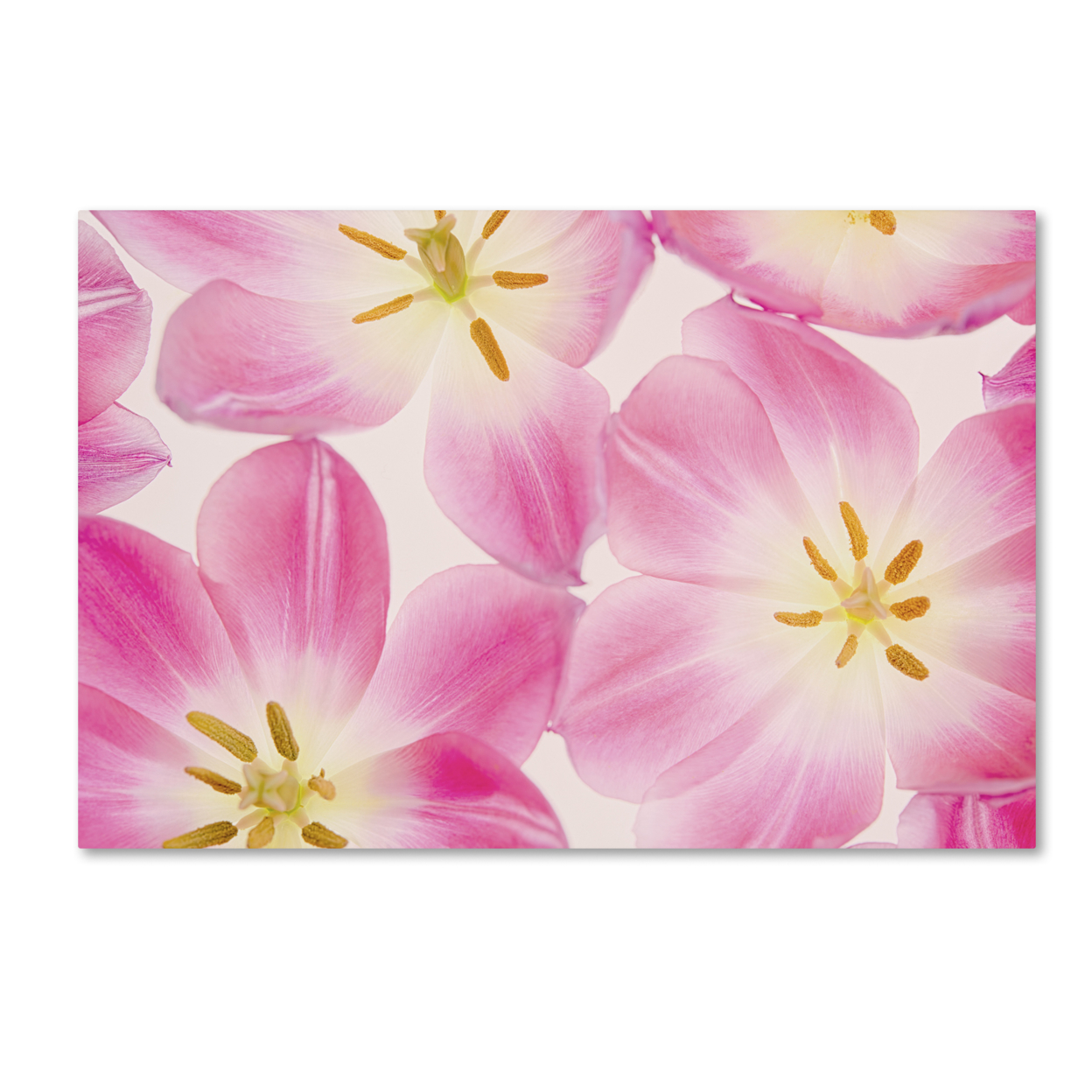 Cora Niele 'Three Cerise Pink Tulips' Canvas Art 16 X 24