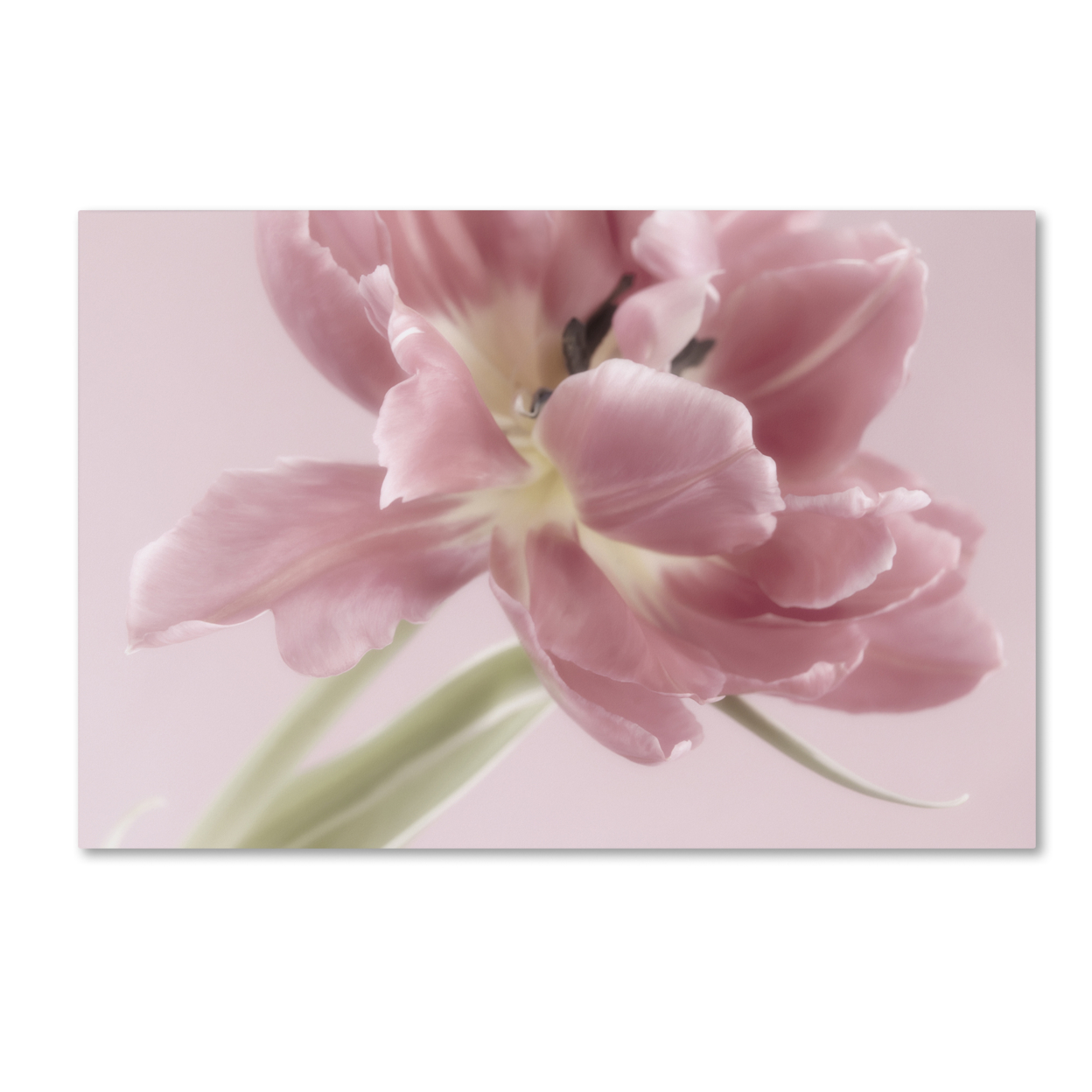 Cora Niele 'Soft Pink Tulip' Canvas Art 16 X 24