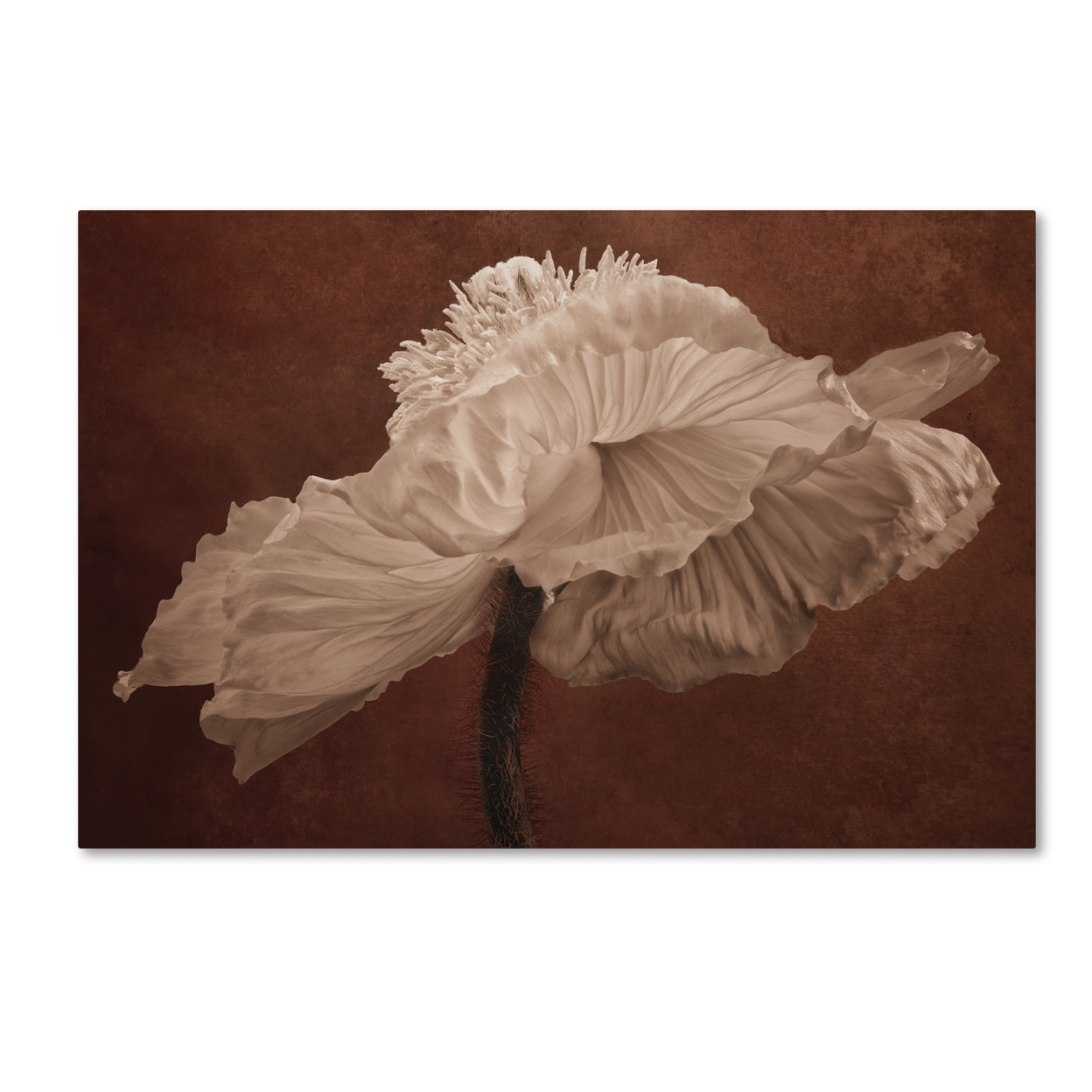 Cora Niele 'White Poppy' Canvas Art 16 X 24