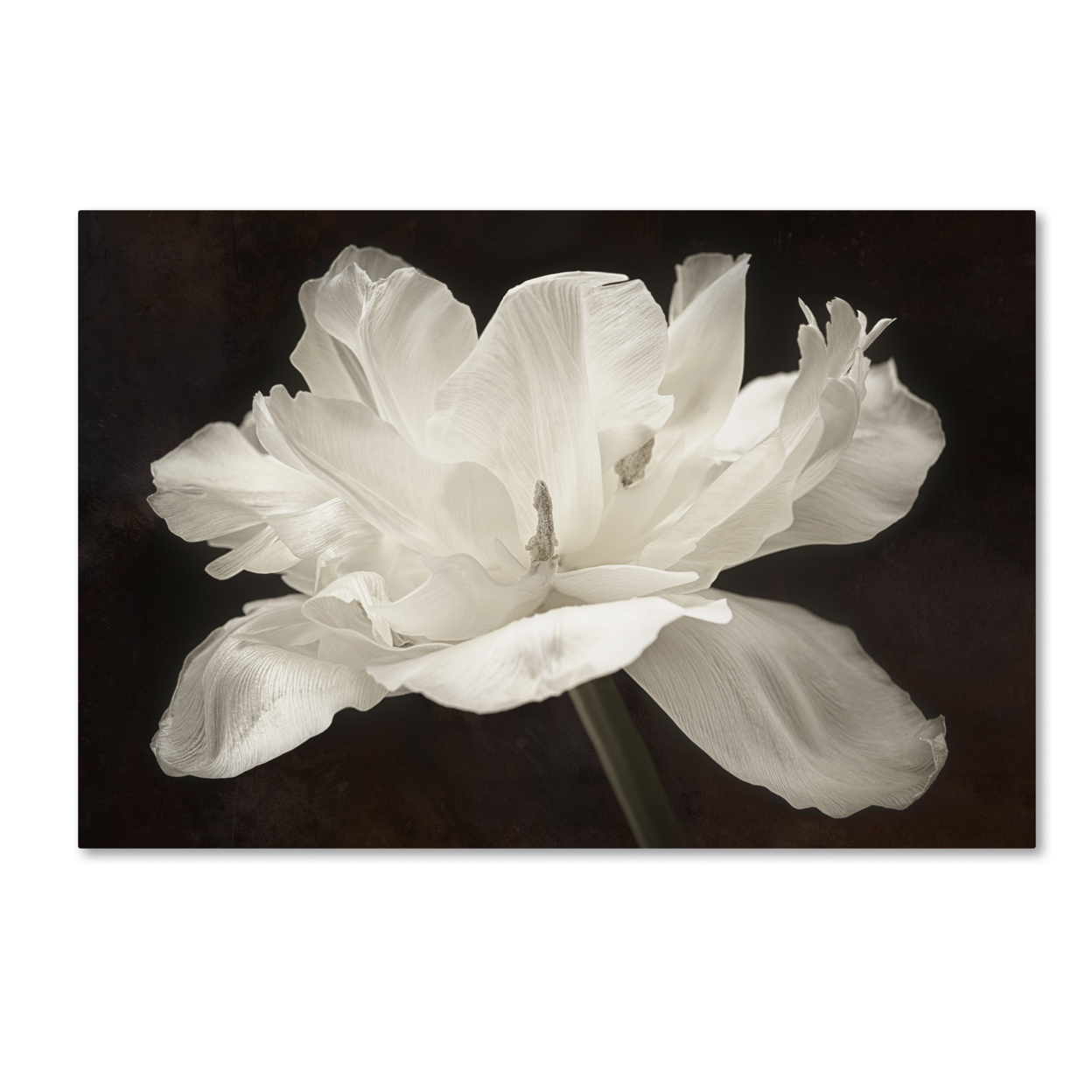 Cora Niele 'White Tulip I' Canvas Art 16 X 24
