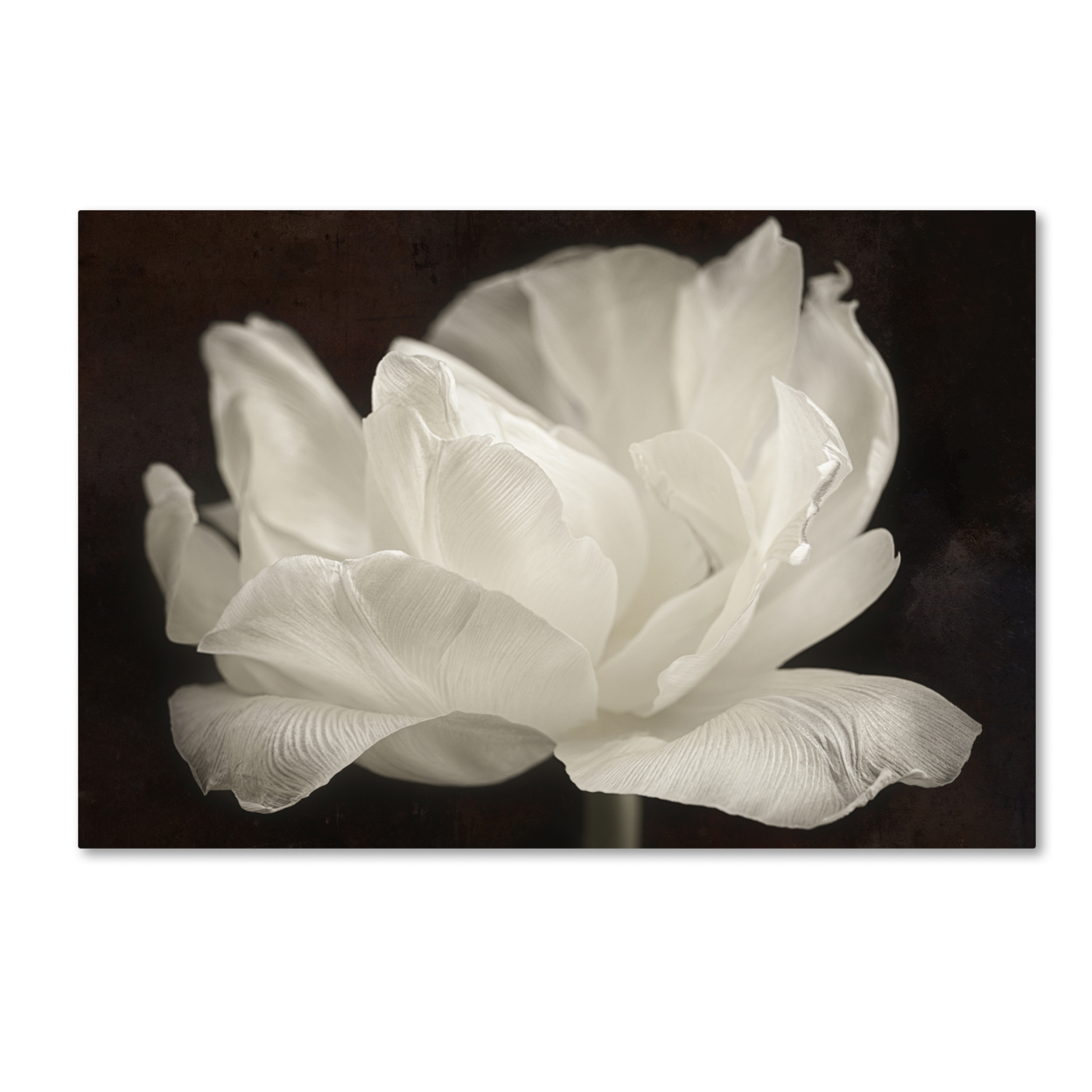 Cora Niele 'White Tulip III' Canvas Art 16 X 24