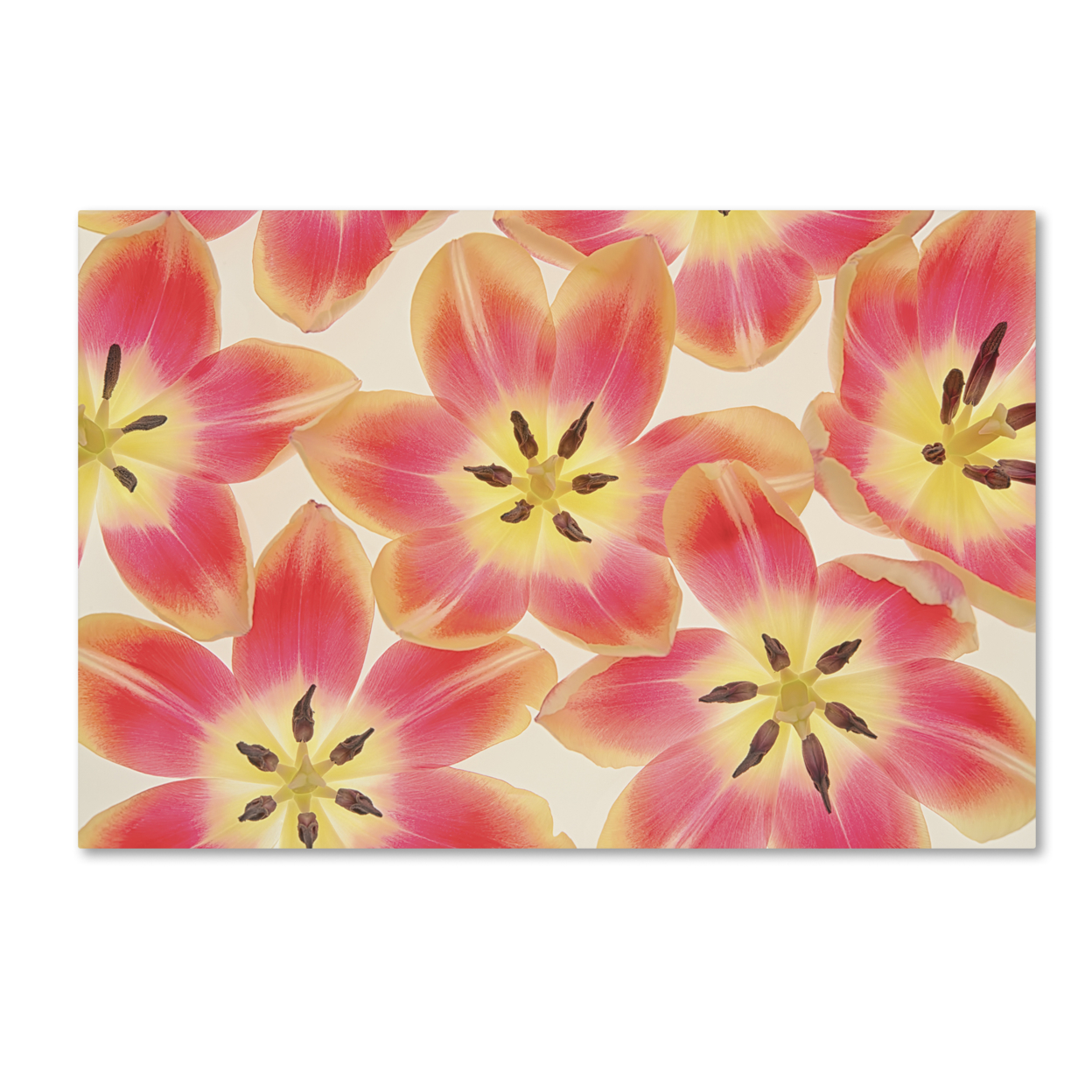 Cora Niele 'Yellow And Coral Red Tulips' Canvas Art 16 X 24
