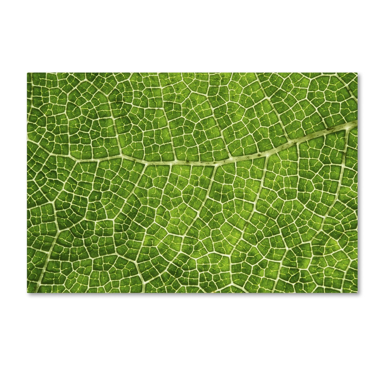 Cora Niele 'Green Leaf Texture' Canvas Art 16 X 24